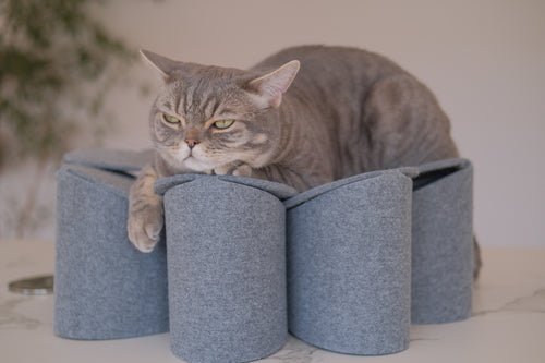 Corbeille Chat Design Flower FuzzPlay – Feutre Gris Clair, Montage Facile & Lavable 40° - Smiles shop
